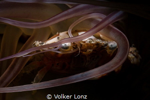 Harlequin crab in anemone tentacles by Volker Lonz 